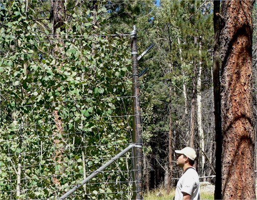 elk exclosure