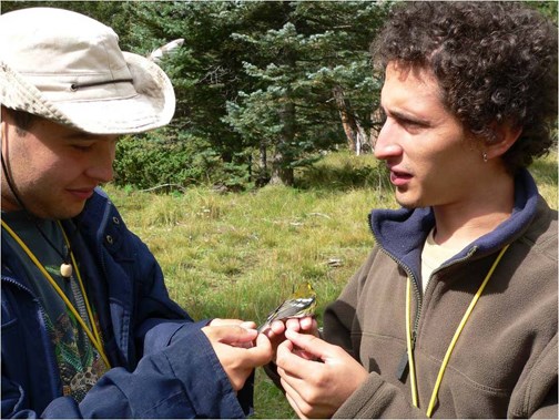 bird banding bird banding