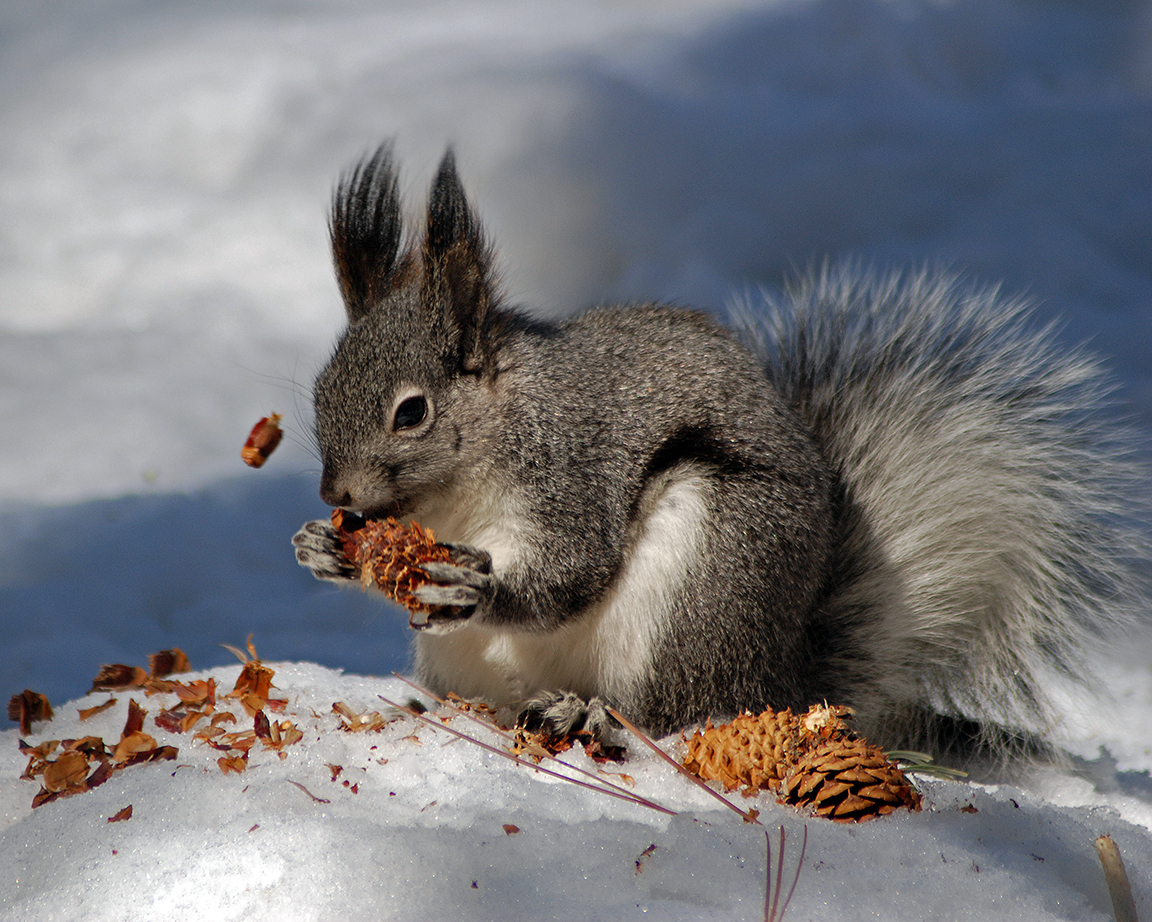 Abert's Squirrel - Bandelier National Monument (. National Park Service)