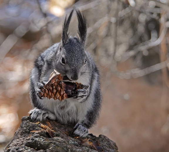 abert eats 4