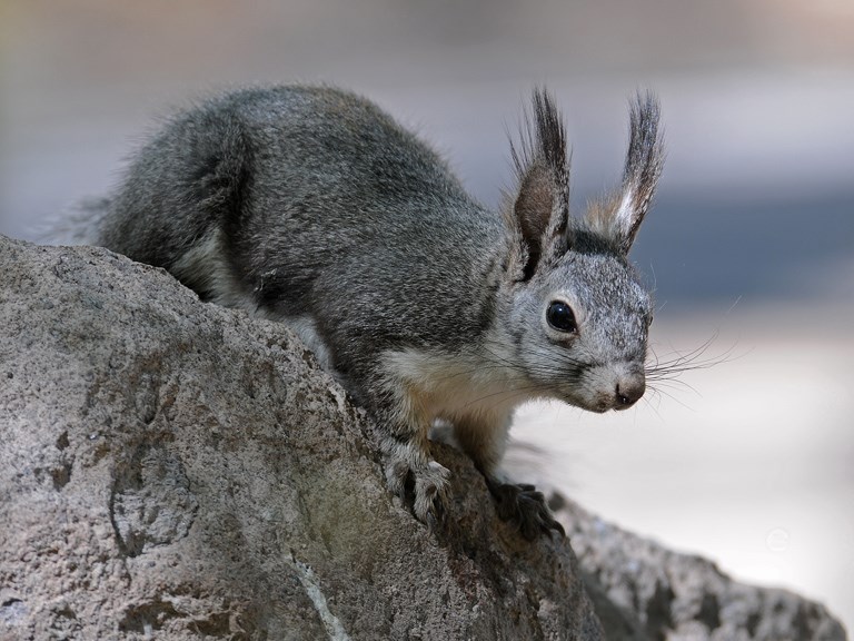 Abert's Squirrel