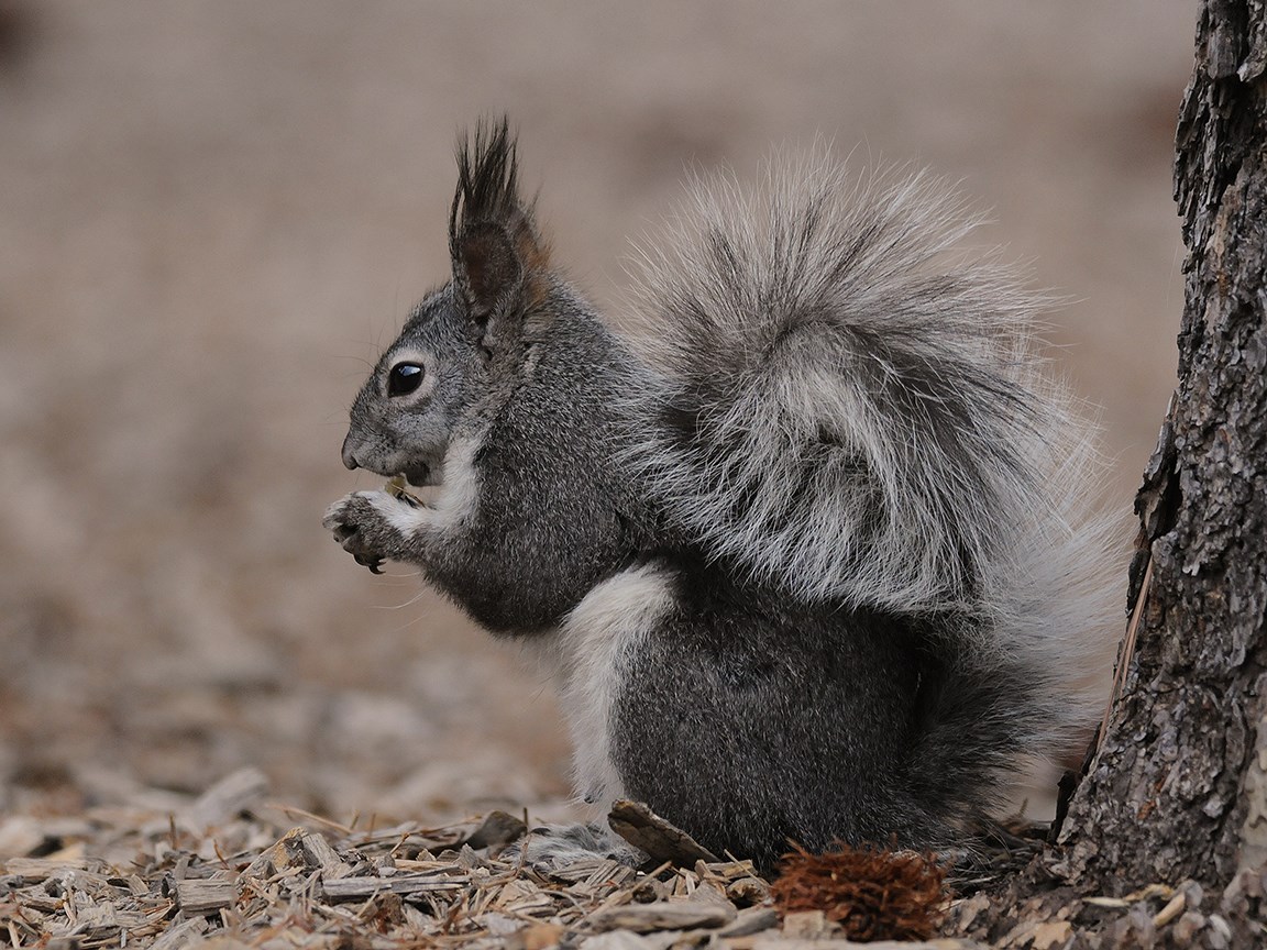 Abert's Squirrel Bandelier National Monument (U.S. National Park Service)