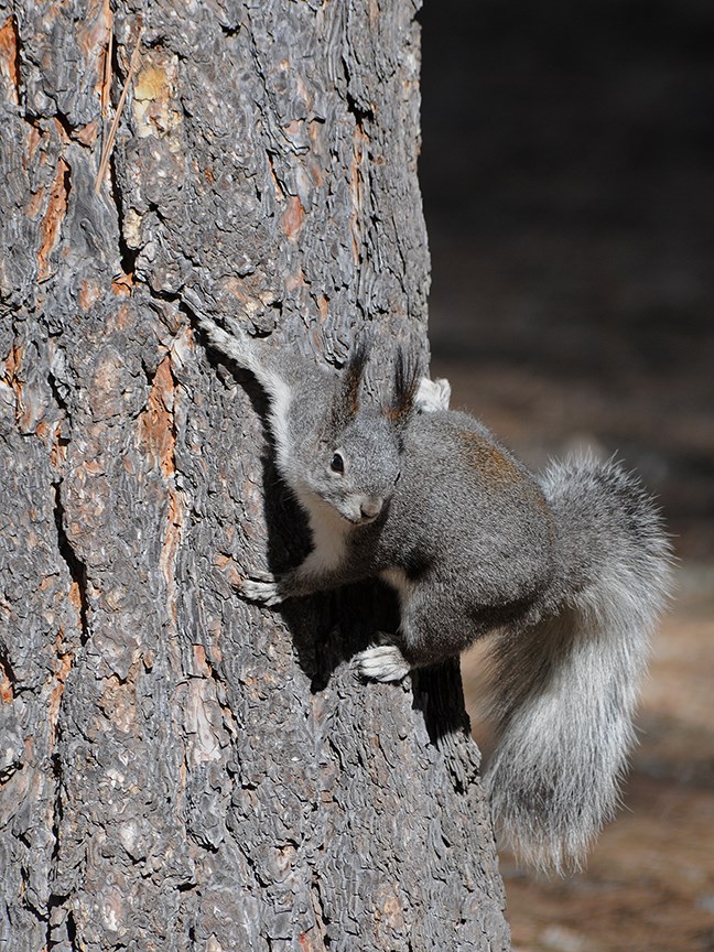 aberts squirrel in tree