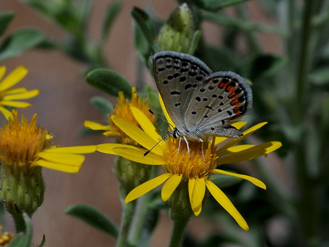 acmon blue on golden aster