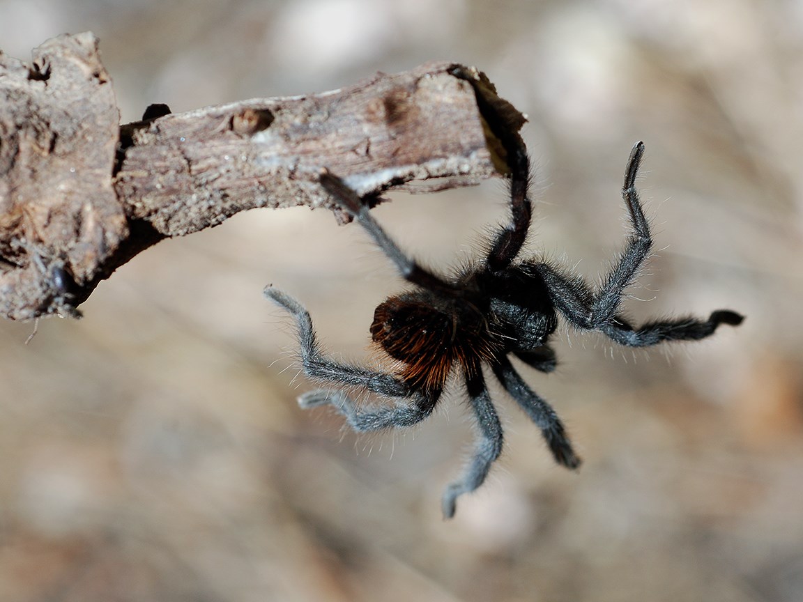 acrobat tarantula