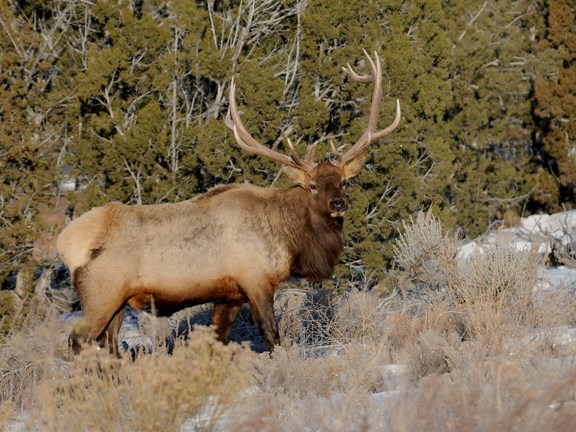 am bull elk 3