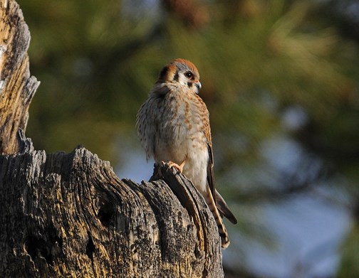 american kestral