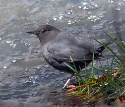 american dipper