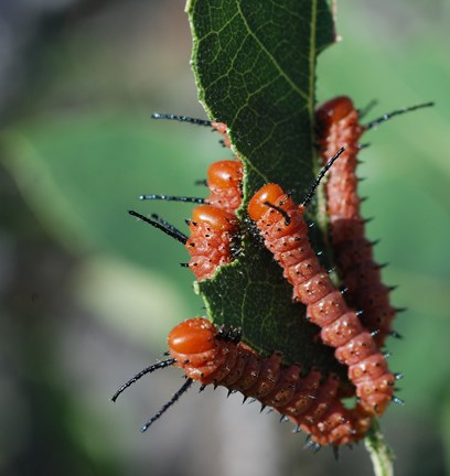 oakworm moth caterpillars
