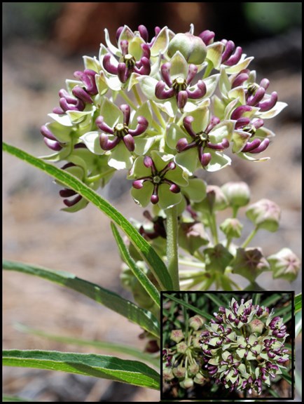 antelopes horn milkweed