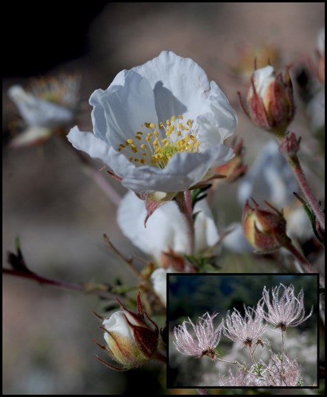 apache plume