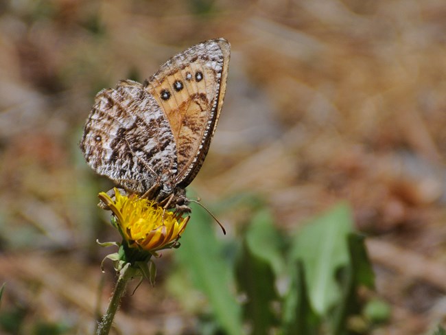 artic butterfly