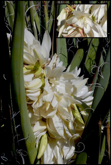 banana yucca