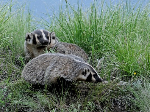 mom and pup badger