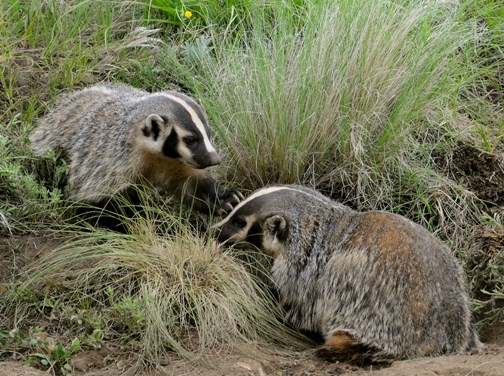 badger mom and pup