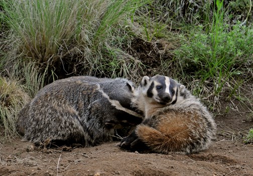 badger mom and pup
