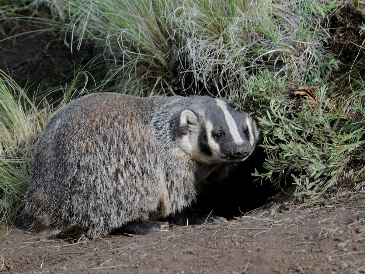 American Pikas - Bandelier National Monument (U.S. National Park Service)