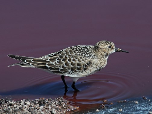 bairds sandpiper