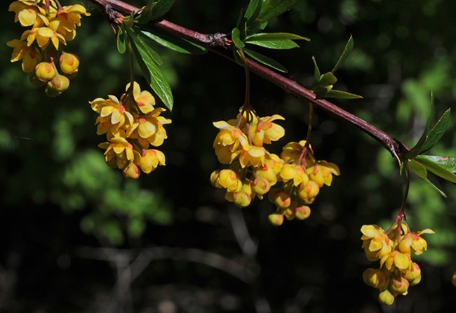 barberry