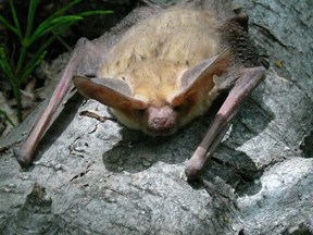 big-eared bat