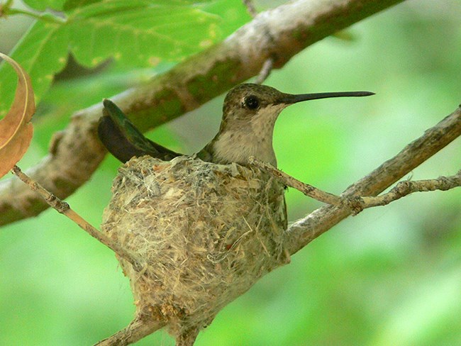 bc hummer on nest
