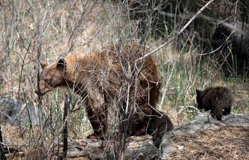 black bear with cubs