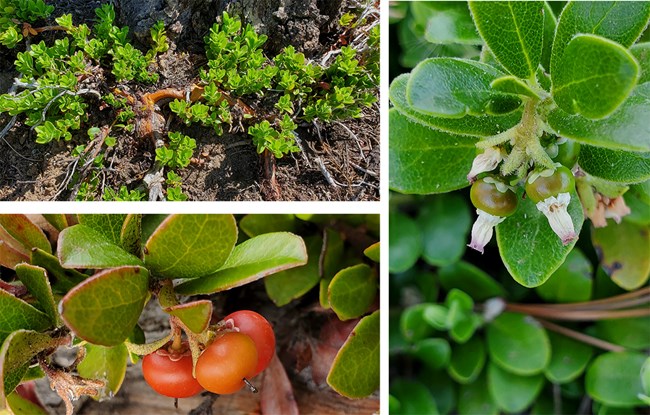 low growing green leafed plant with berries