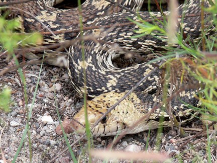 bullsnake