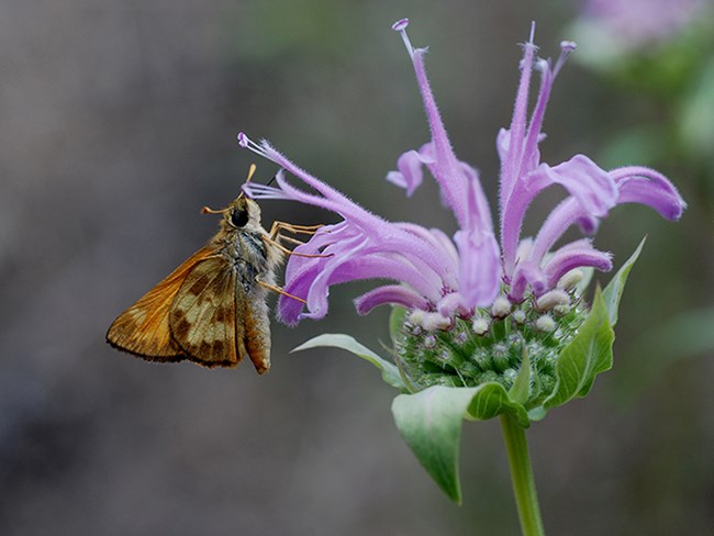 bee balm 4