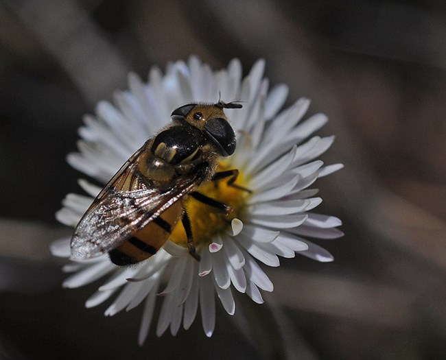 Spotted-wing Bromeliad Fly