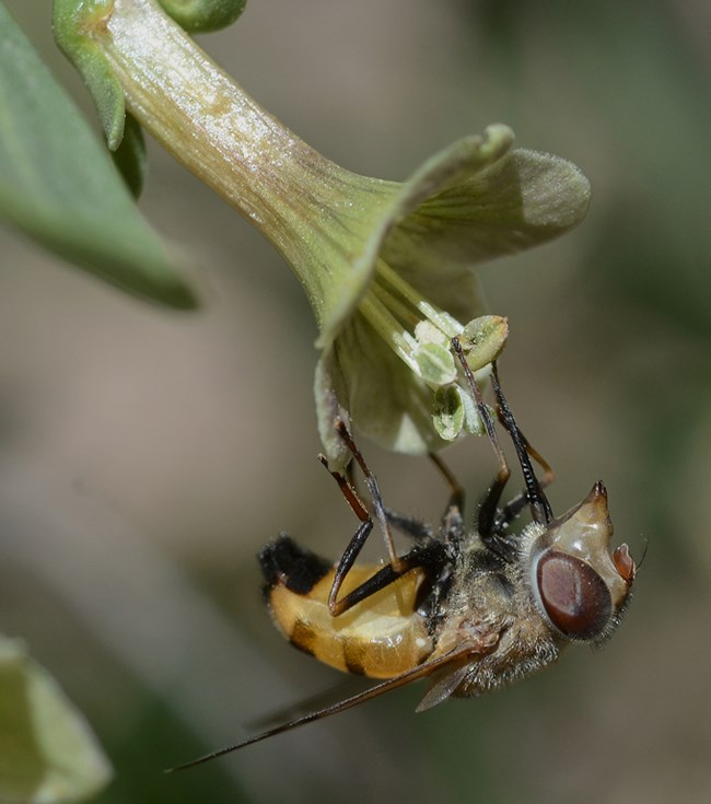 Copestylum haagii