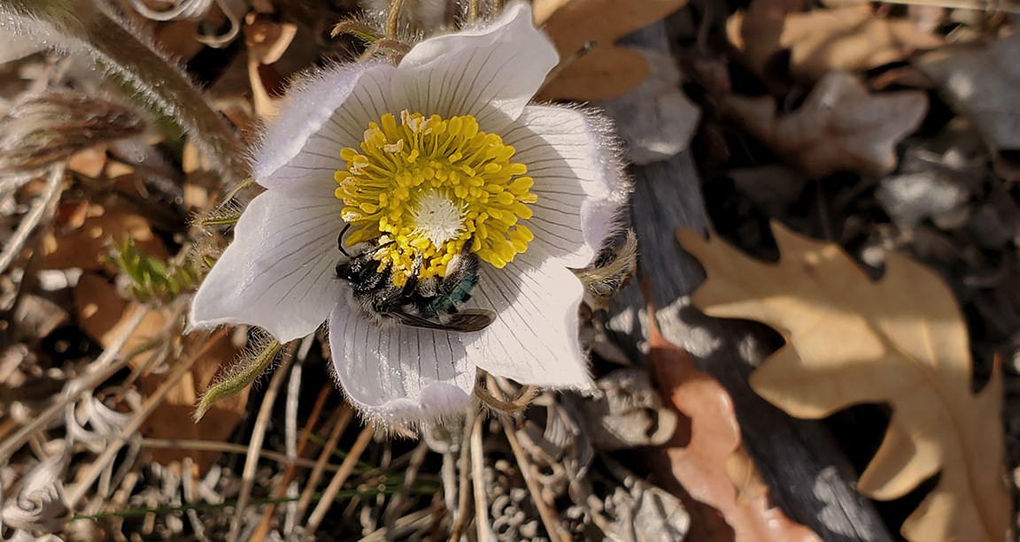 a pale purple flower with petals that are hairy on the outside and a bee inside