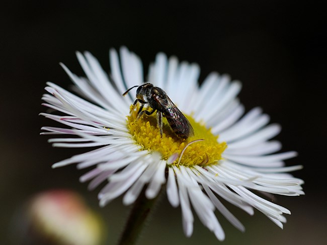 bee on fleabane