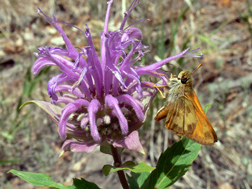 Bee Balm Bee Balm