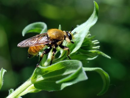 Robber Fly