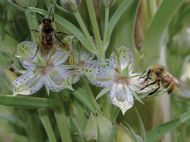 bees on monument plant