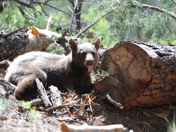 black bear eating ants