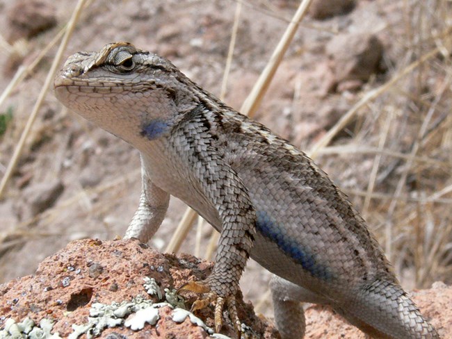 Eastern Fence Lizard