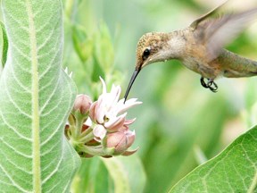 broad-tailed hummingbird broad-tailed hummingbird