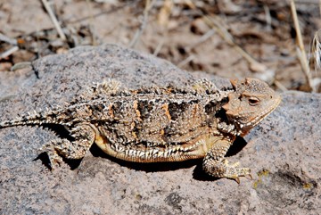 short-horned lizard