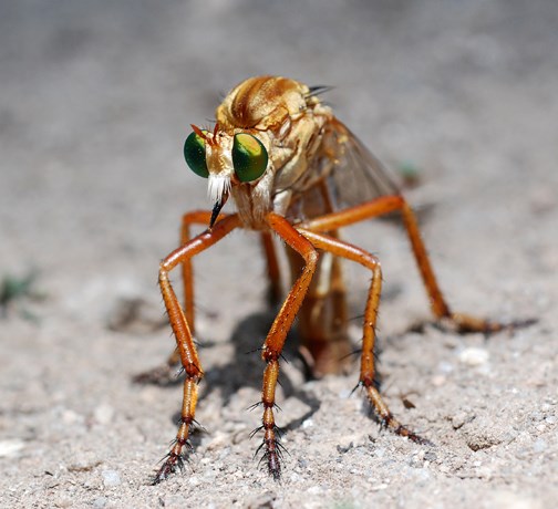 Robber Fly