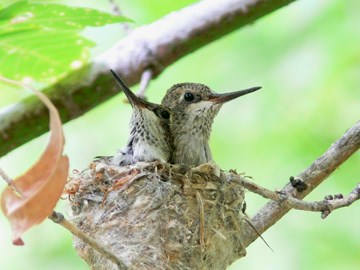 hummingbird babies