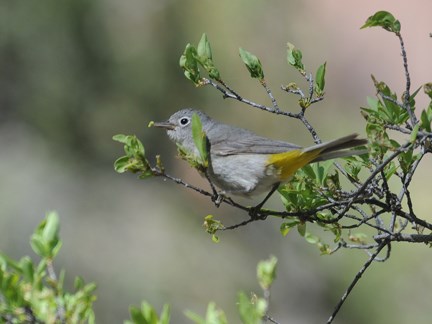 Virginia's Warbler