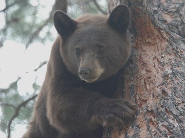 black bear in tree