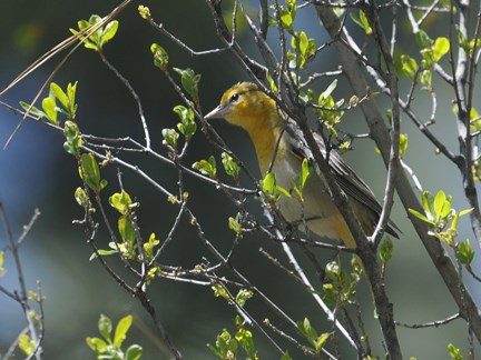 Bullock's Oriole