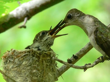 Black-chinned hummingbird family
