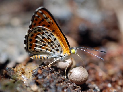 Nais Metalmark