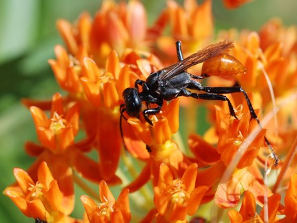 THREAD-WAISTED WASP