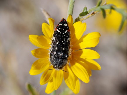 metallic wood boring beetle