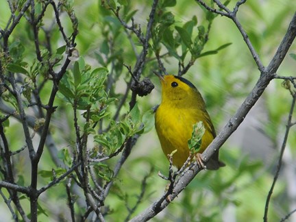 Wilson's Warbler